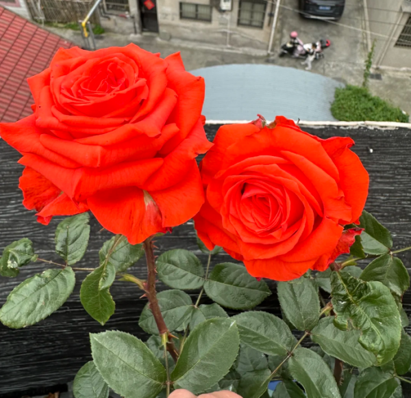 Orange Bowl Rose for sale丨Your roses