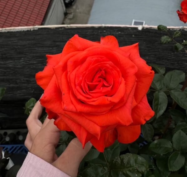 Orange Bowl Rose丨Your roses