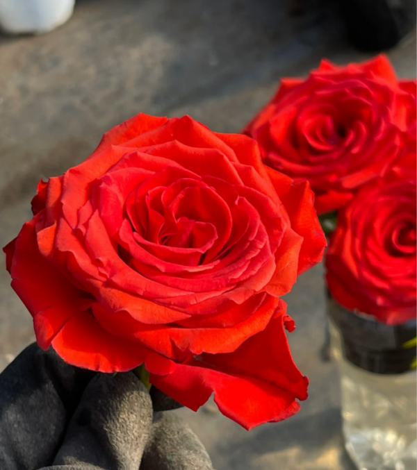 Orange Bowl Rose丨Your roses