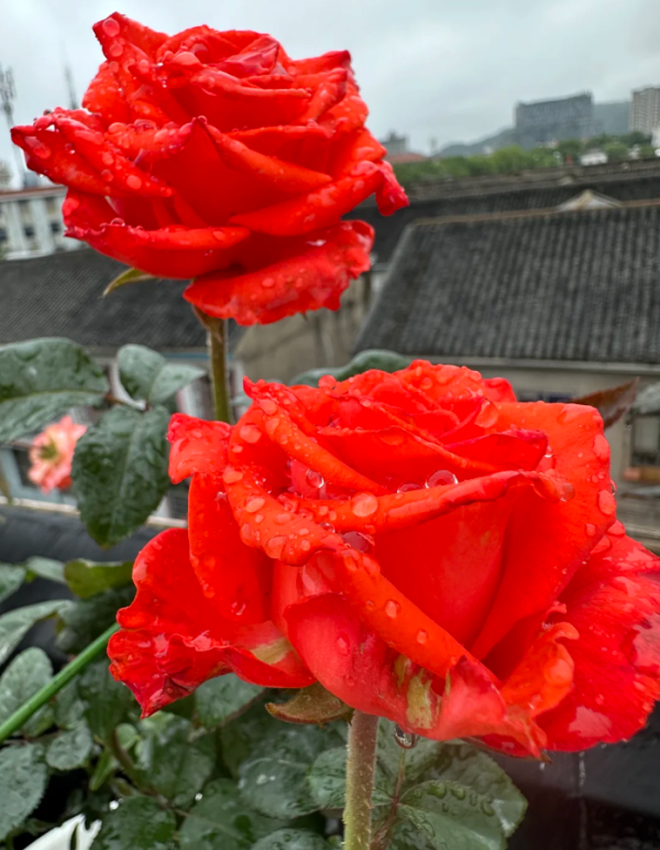 Orange Bowl Rose丨Your roses