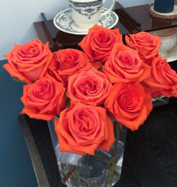 Orange Bowl Rose plant丨Your roses
