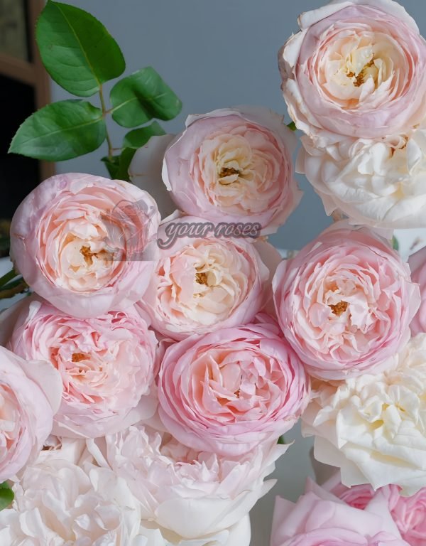 Peony Pink Rose for sale丨Your roses