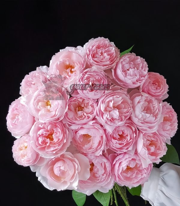 Peony Pink Rose plant丨Your roses