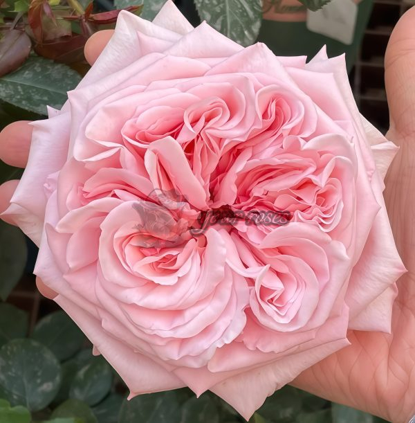 Pink O'Hara Rose丨Your roses