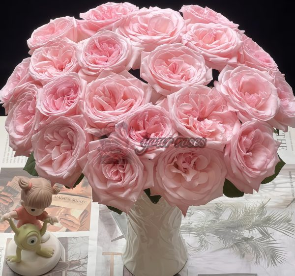 Pink O'Hara Rose plant丨Your roses