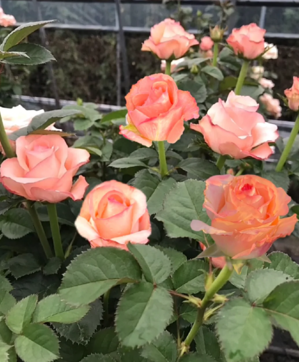 Pink Petticoat Rose plant丨Your roses