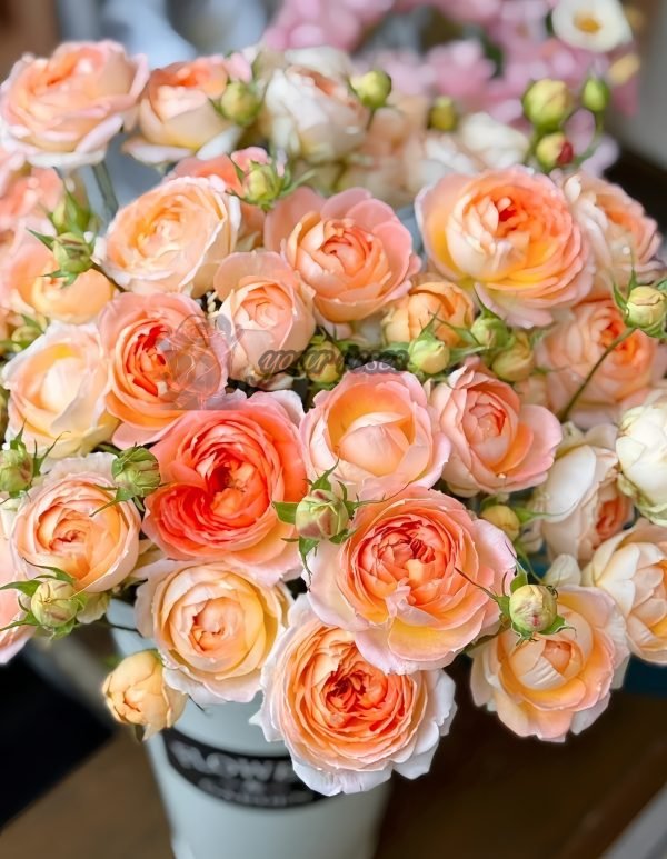 Princess Aiko Rose丨Your roses