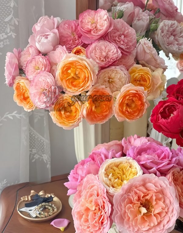 Princess Aiko Rose丨Your roses