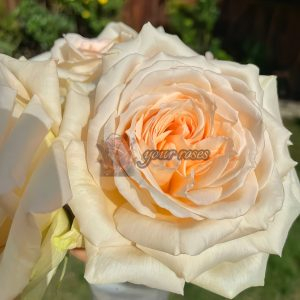 Princess Maya Rose丨Your roses
