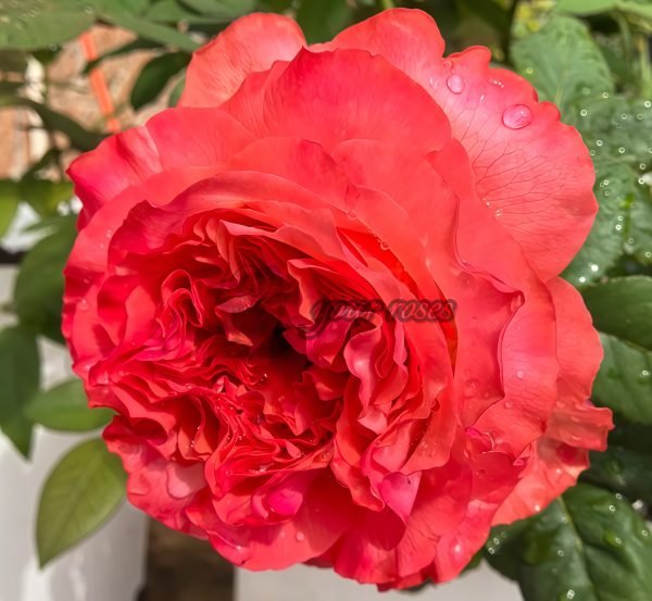 Red Coral Rose plant丨Your roses