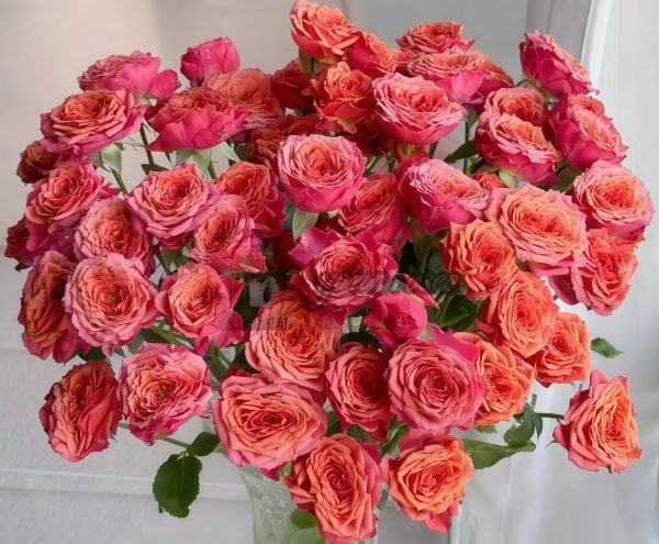 Red Coral Rose丨Your roses