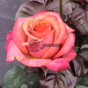 Red Wine Rose for sale丨Your roses