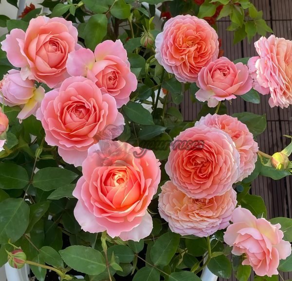 Romantic Antike Rose丨Your roses