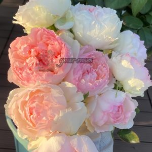 Rose m perzik Rose plant丨Your roses