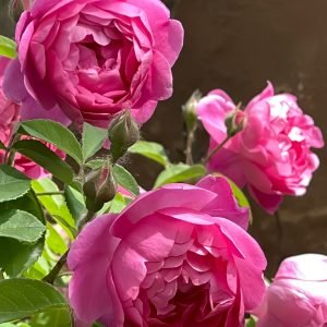 Royal Jubilee Rose for sale 丨Your roses