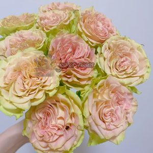 Shangguan wan'er rose Rose for sale丨Your roses