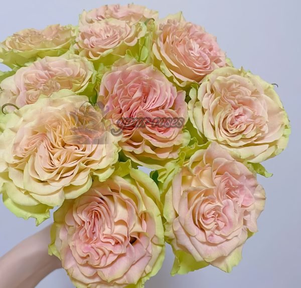 Shangguan wan'er rose Rose for sale丨Your roses