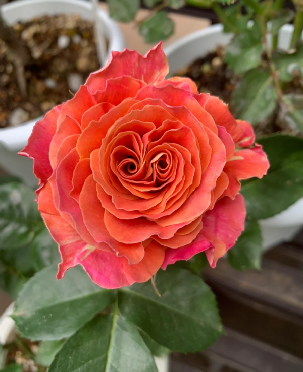 Shanghai Girl Rose plant丨Your roses