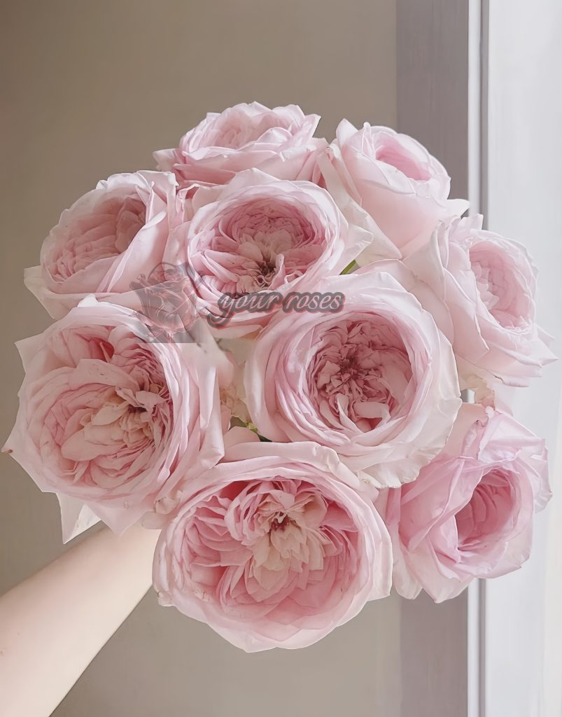 Special Bride Rose Plant -