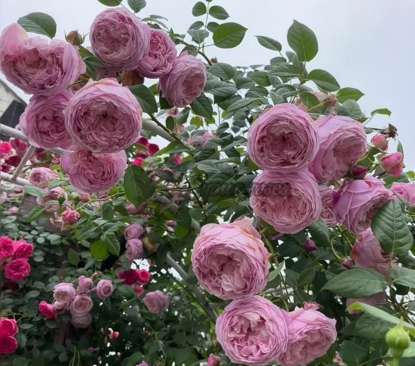 Spirit of Freedom Rose AUSbite Rose丨Your roses