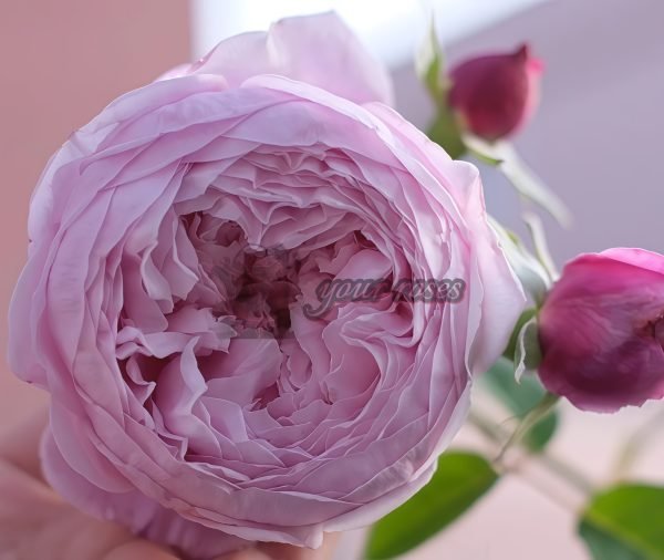 Spirit of Freedom Rose AUSbite Rose丨Your roses