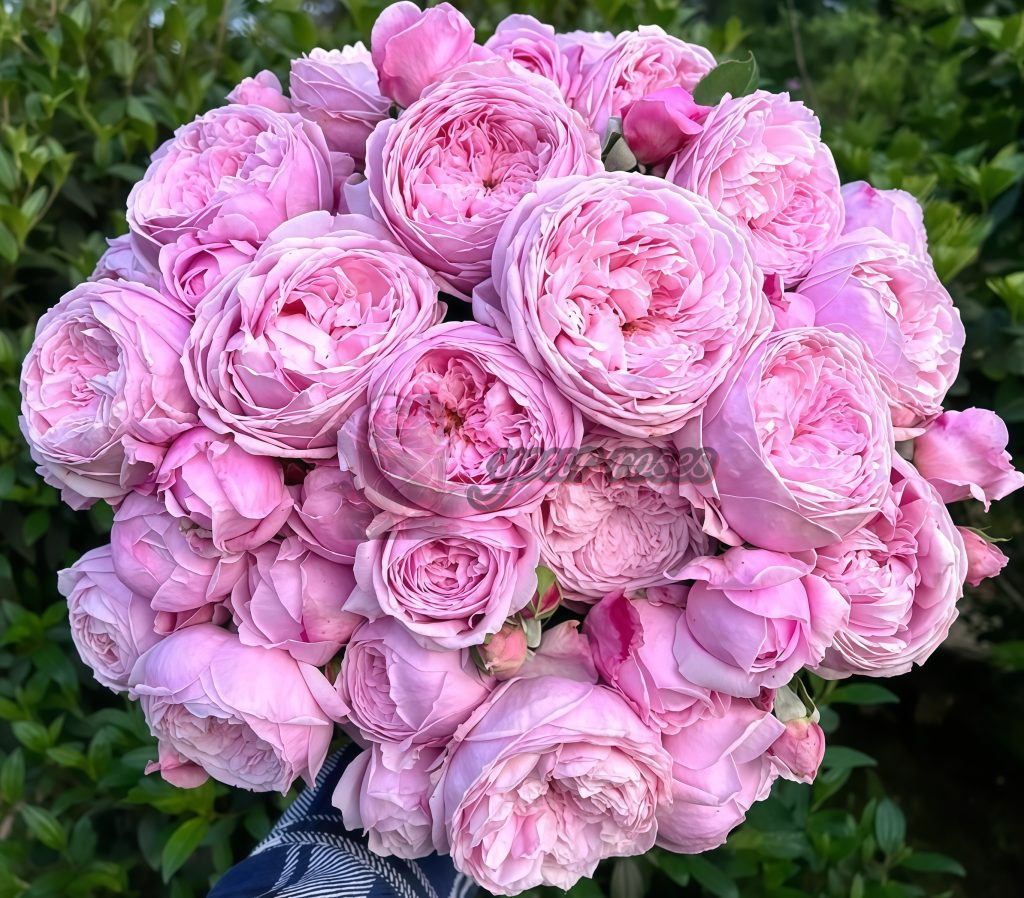 Spirit of Freedom Rose AUSbite Rose Plant -