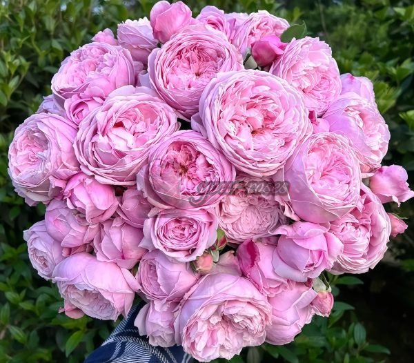 Spirit of Freedom Rose AUSbite Rose plant丨Your roses