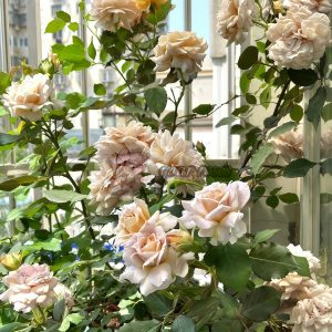 Suo Qingqiu Rose plant丨Your roses