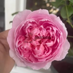 The Ingenious Mr Fairchild Rose丨Your roses