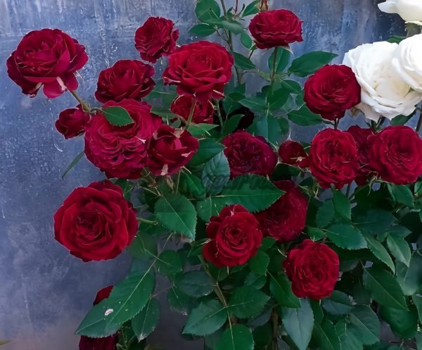 Vavra s Rose丨Your roses