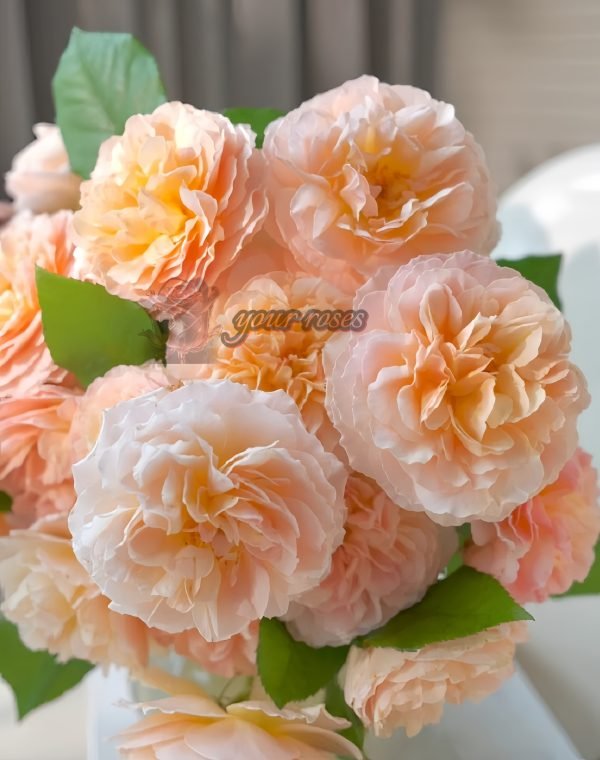 Weimang Rose plant丨Your roses