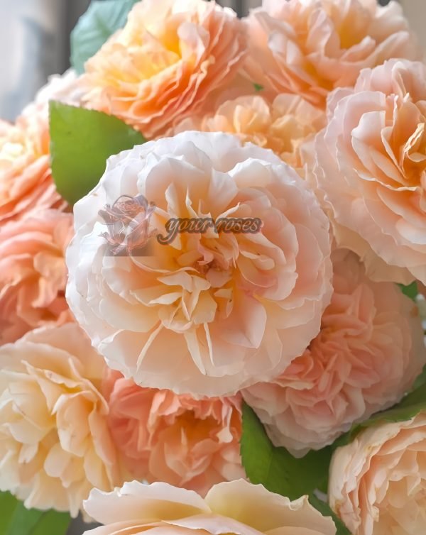 Weimang Rose丨Your roses