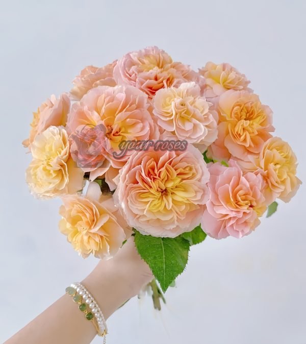 Weimang Rose丨Your roses