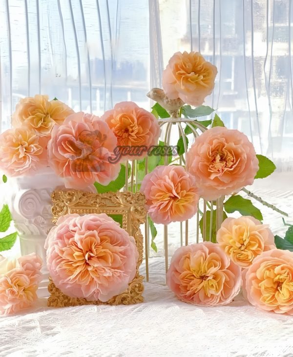Weimang Rose for sale丨Your roses