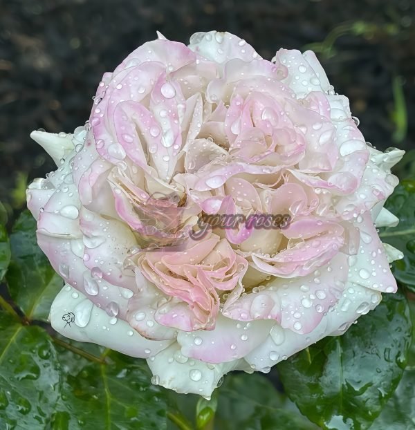 Westminster Abbey Rose丨Your roses