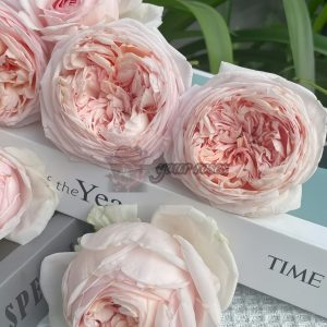 Yanzi Rose for sale丨Your roses