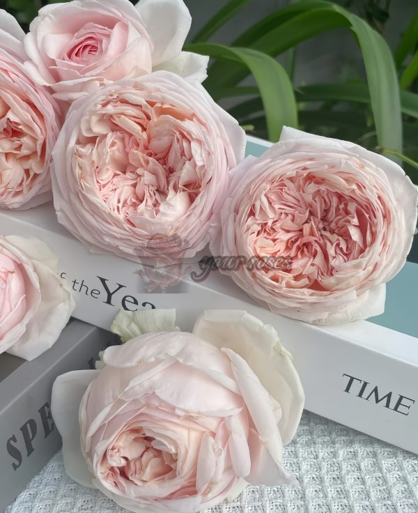 Yanzi Rose for sale丨Your roses