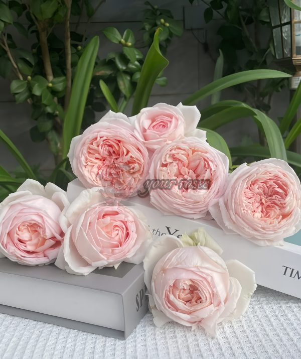 Yanzi Rose丨Your roses