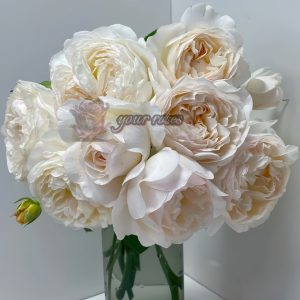 Yue long sha Rose丨Your roses