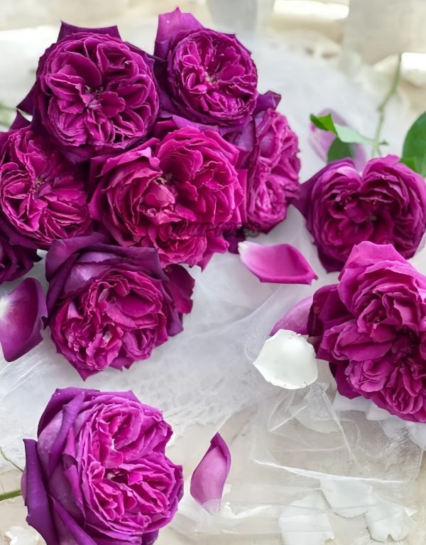 Yuji Rose plant丨Your roses