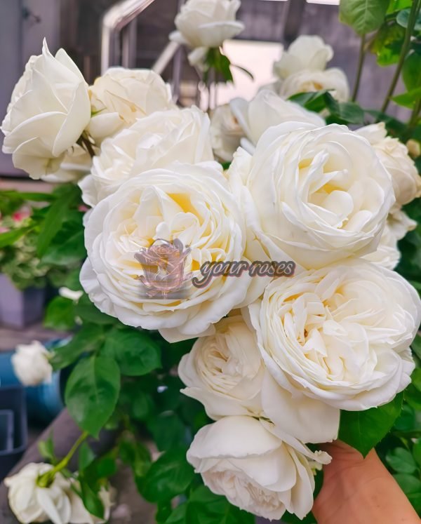 Yves Wedding Road Rose丨Your roses