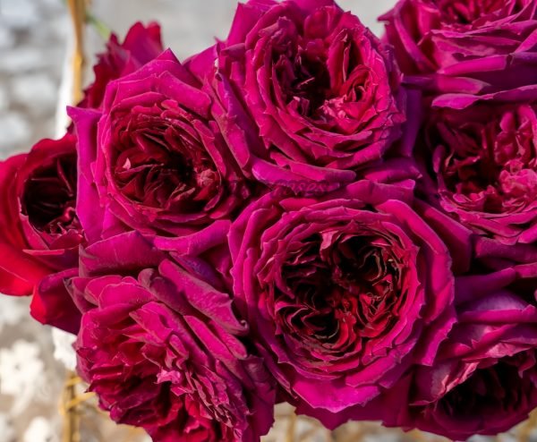 Zirong Rose for sale丨Your roses