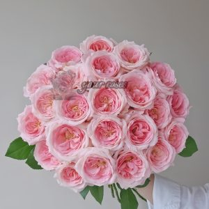bella linda kiss Rose丨Your roses