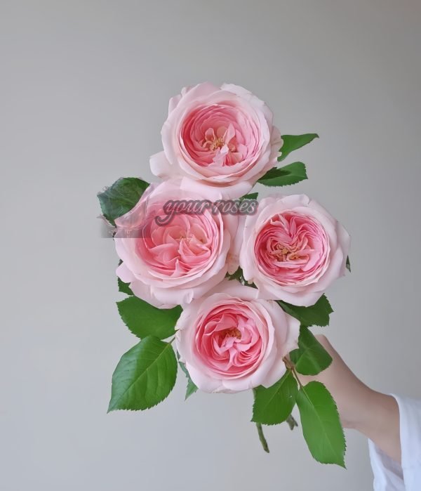 bella linda kiss Rose for sale丨Your roses
