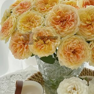 caramel antike Rose丨Your roses