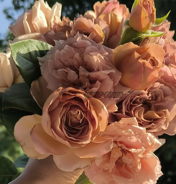 coffe latte Rose plant丨Your roses