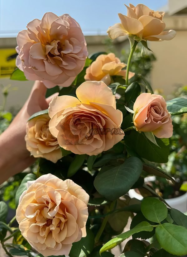 coffe latte Rose丨Your roses