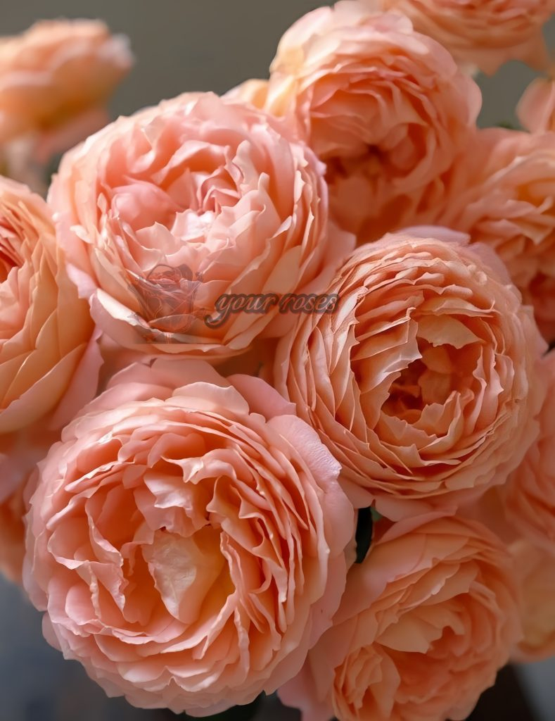 Rose rose様　ありがとうございます confiture Rose Plant -