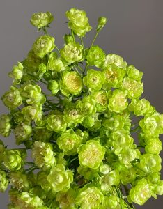 princess midori Rose 丨Your roses