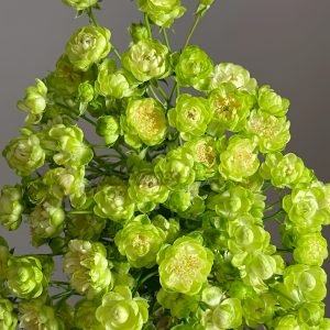 princess midori Rose 丨Your roses